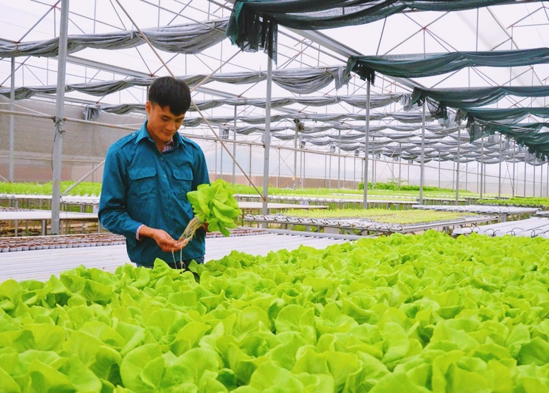 Rau các loại
